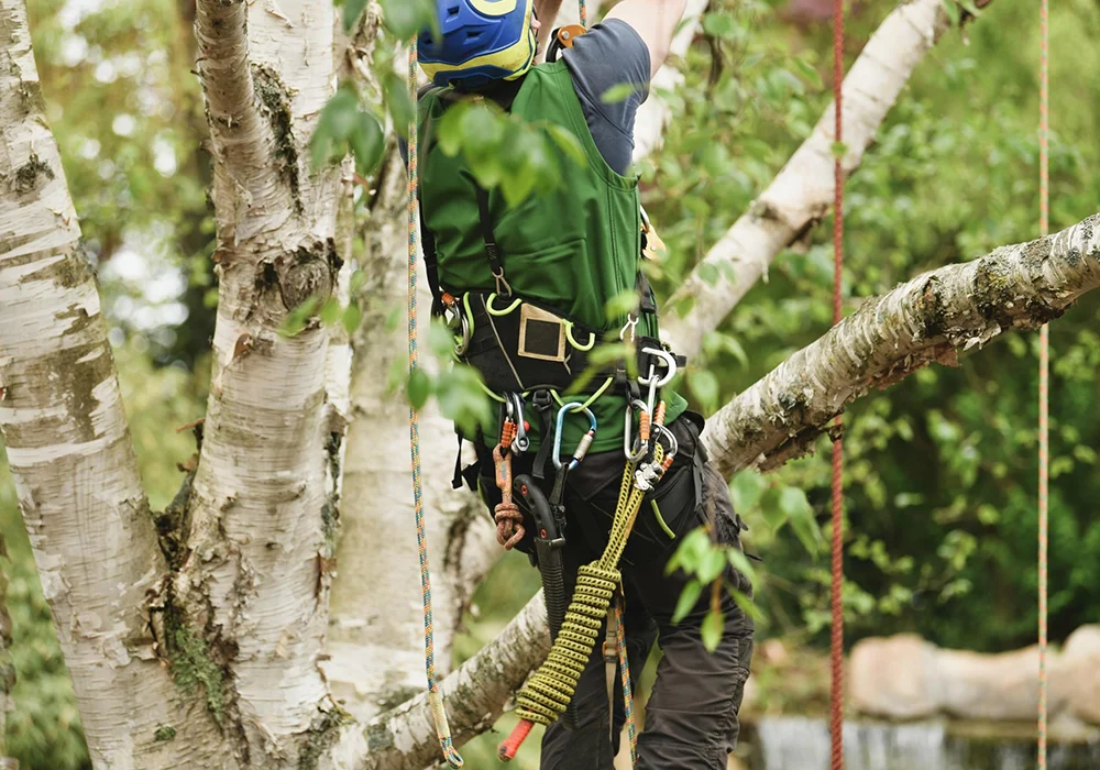 Tree Removal
